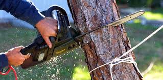 Best Tree Disease Treatment  in Paradise Hills, NM
