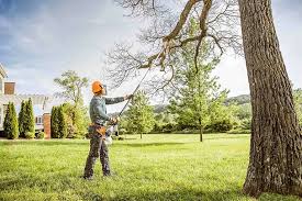 Best Root Management and Removal  in Paradise Hills, NM
