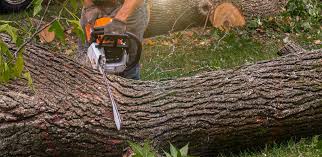 Best Organic Lawn Care Solutions  in Paradise Hills, NM
