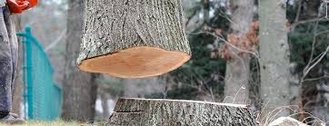 How Our Tree Care Process Works  in  Paradise Hills, NM