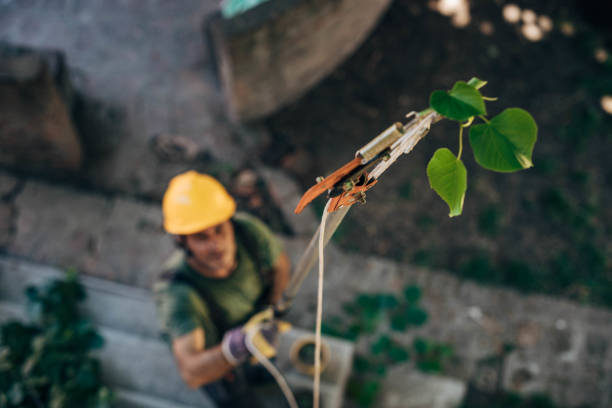 Best Storm Damage Tree Cleanup  in Paradise Hills, NM