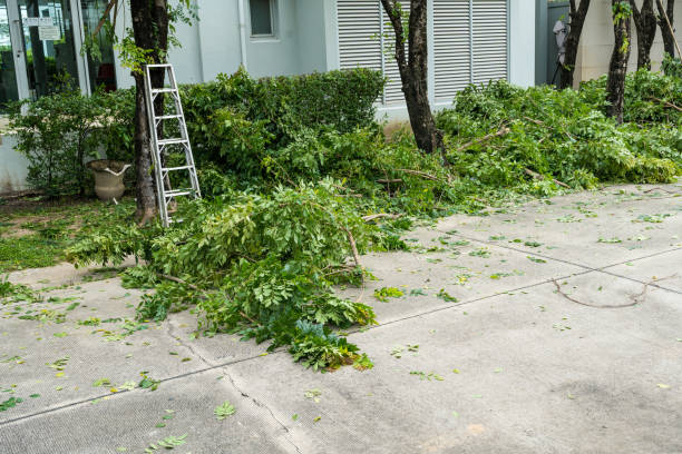 Best Stump Grinding and Removal  in Paradise Hills, NM