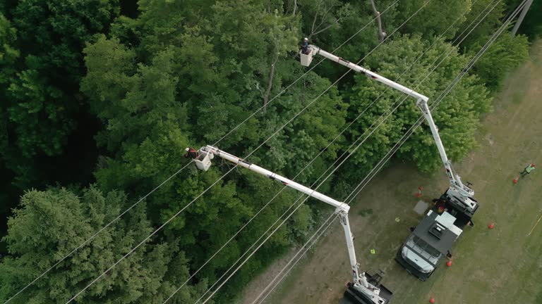 Best Storm Damage Tree Cleanup  in Paradise Hills, NM