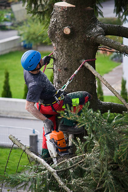 Best Commercial Tree Services  in Paradise Hills, NM