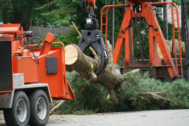 Best Tree and Shrub Care  in Paradise Hills, NM