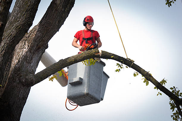  Paradise Hills, NM Tree Removal Pros