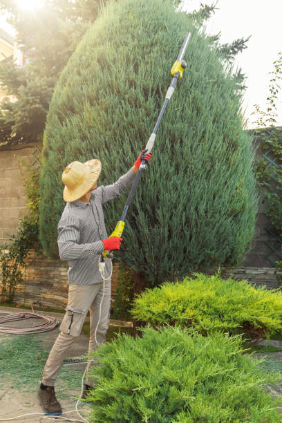 Best Tree Removal  in Paradise Hills, NM