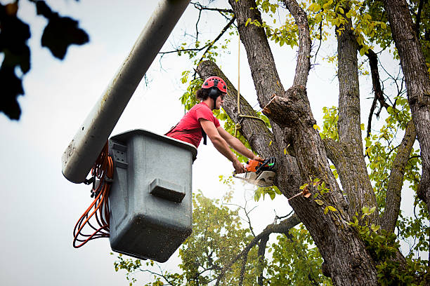Best Tree Health Inspection  in Paradise Hills, NM