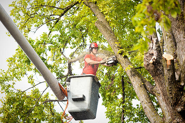 Best Leaf Removal  in Paradise Hills, NM